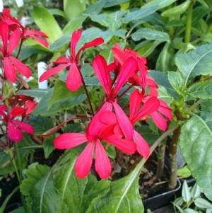 Pelargonium 'Kewense'