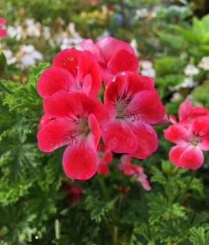 Pelargonium 'Paton's Unique'