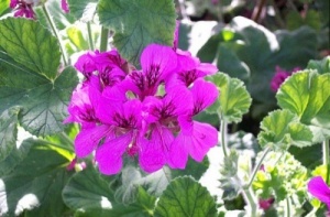 Pelargonium 'Purple Unique'