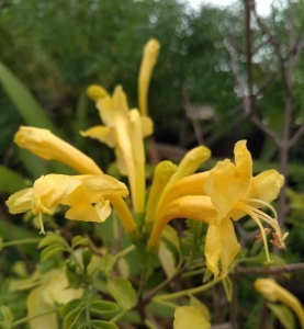 Tecoma capensis 'Lutea'