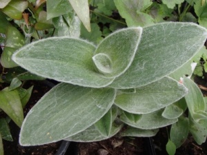 Tradescantia sillamontana